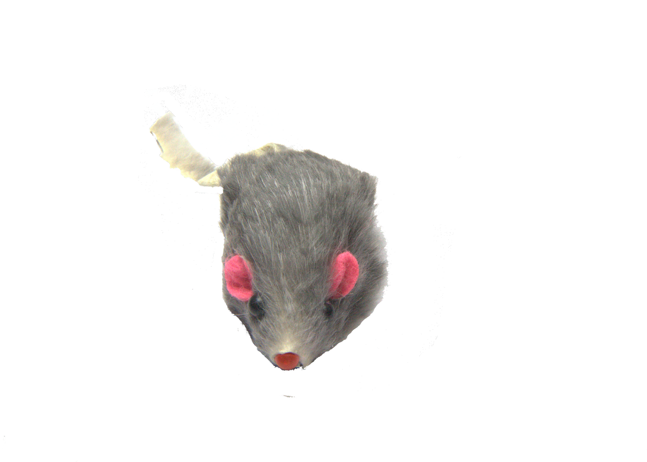 Mouse Animal PNG HD Images