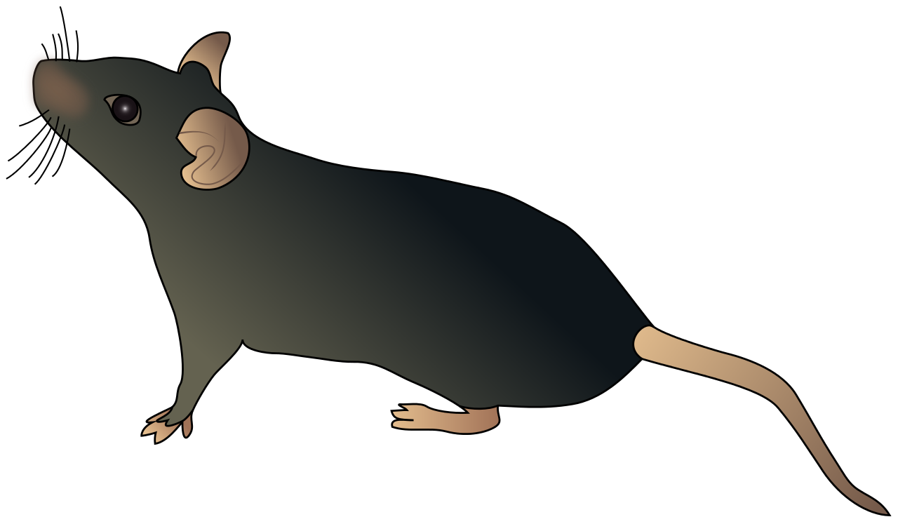 Mouse Animal PNG HD Photos