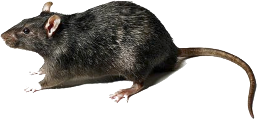 Mouse Animal Transparent Image