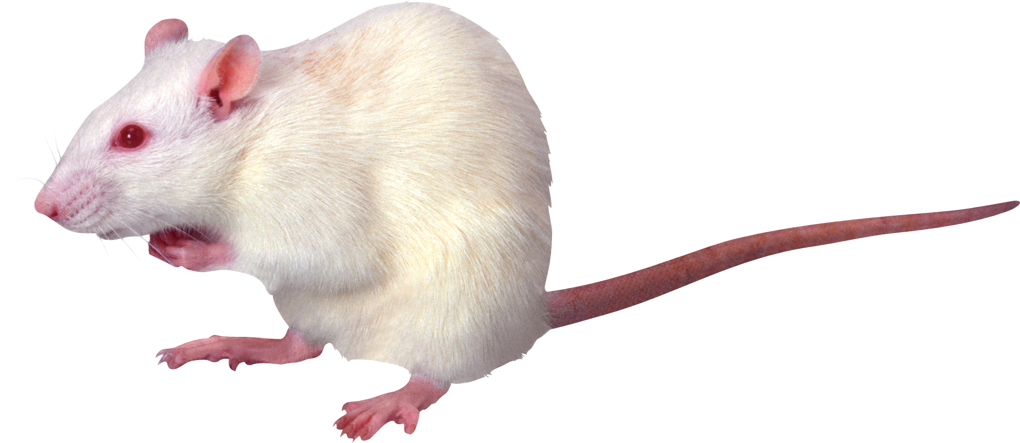 Mouse Animal Transparent Images