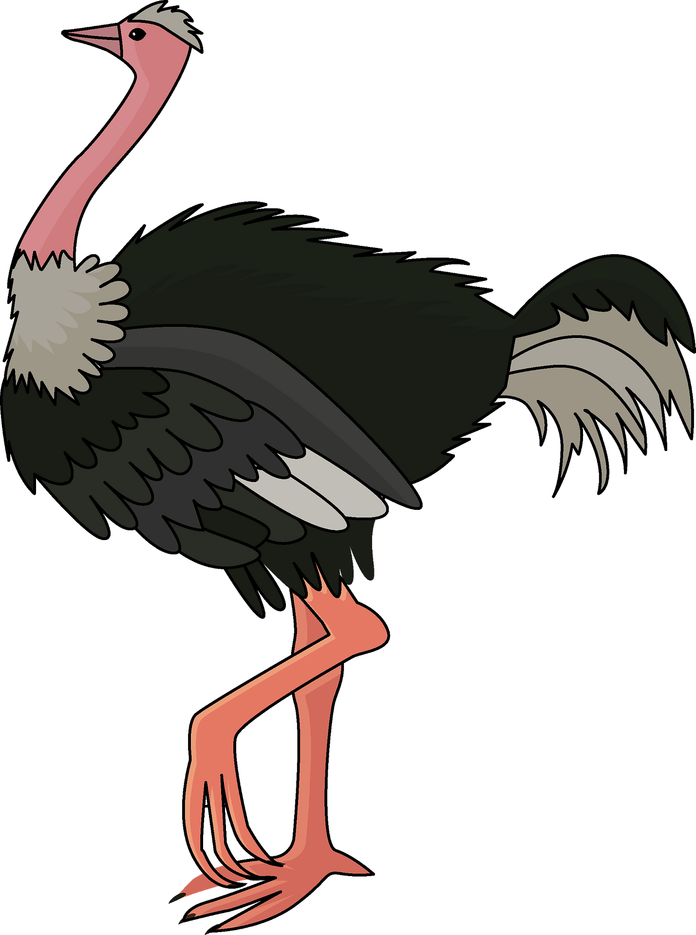 Ostrich Background PNG Clip Art Image