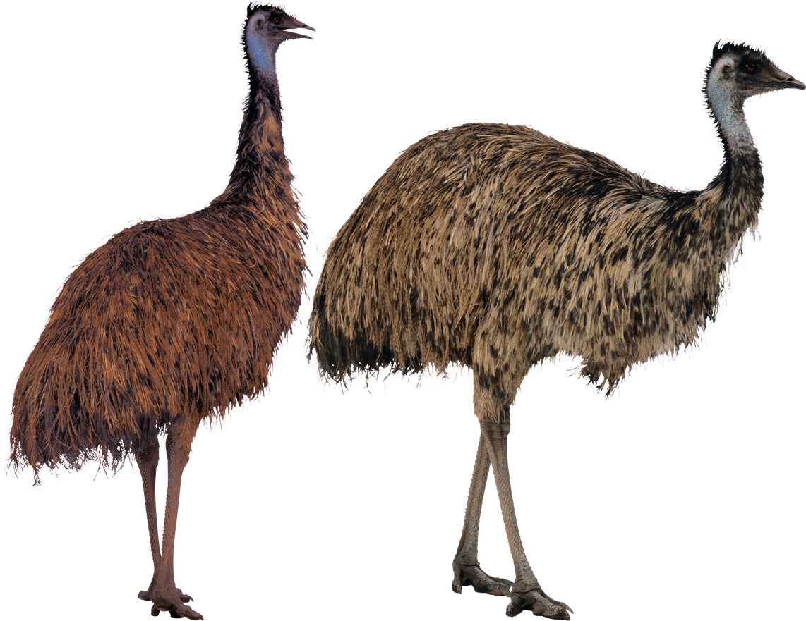Ostrich Background PNG