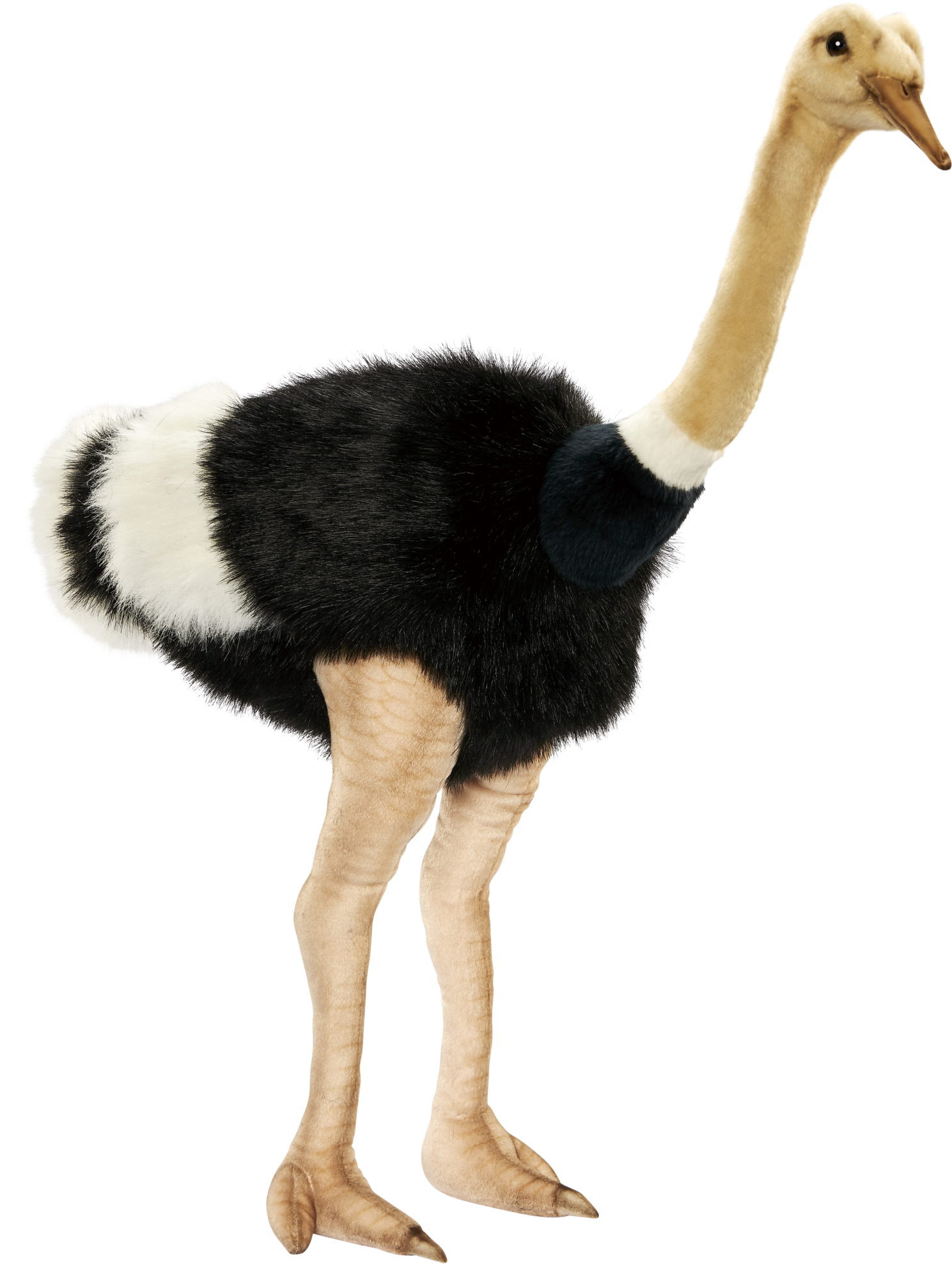Ostrich No Background
