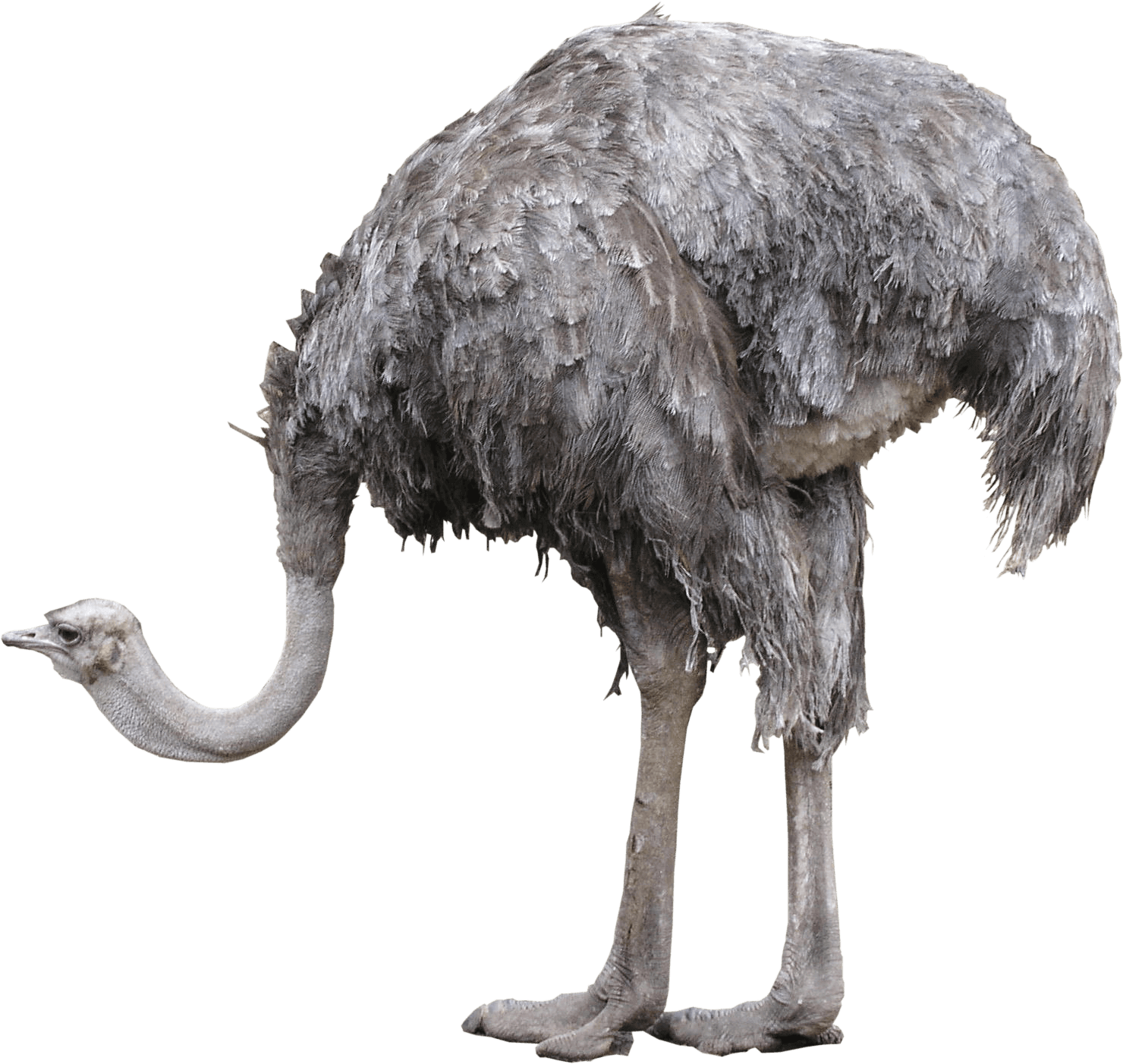 Ostrich PNG Background