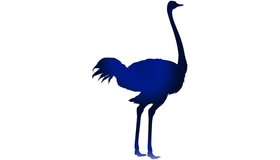 Ostrich PNG Clip Art HD Quality