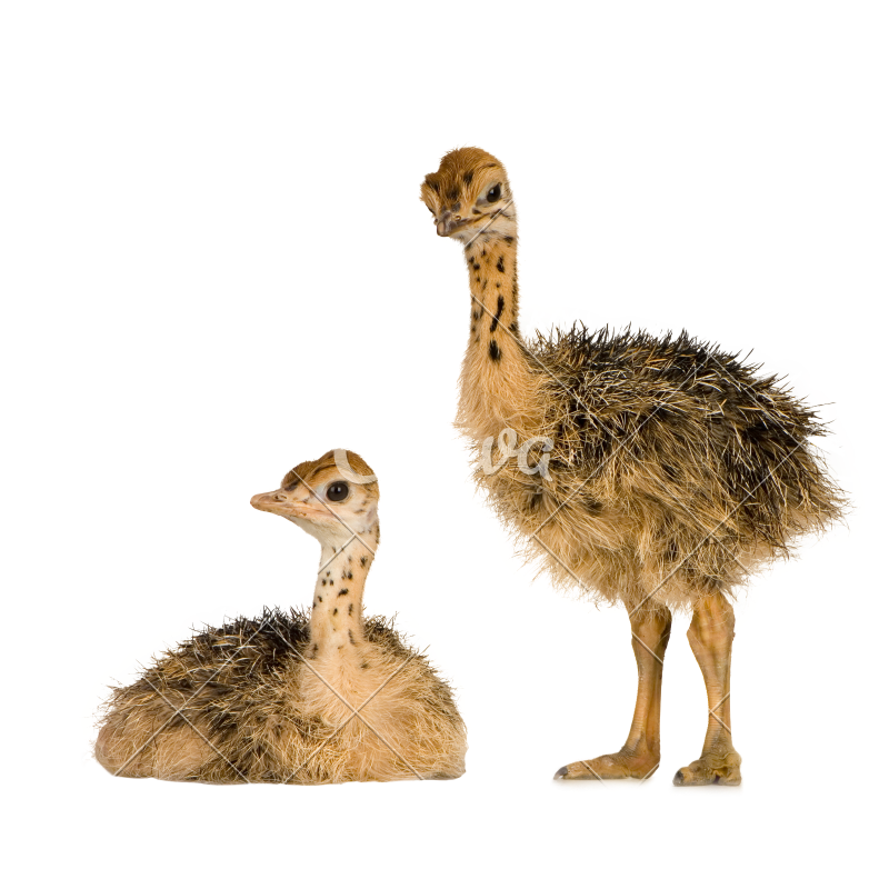 Ostrich PNG Clipart Background