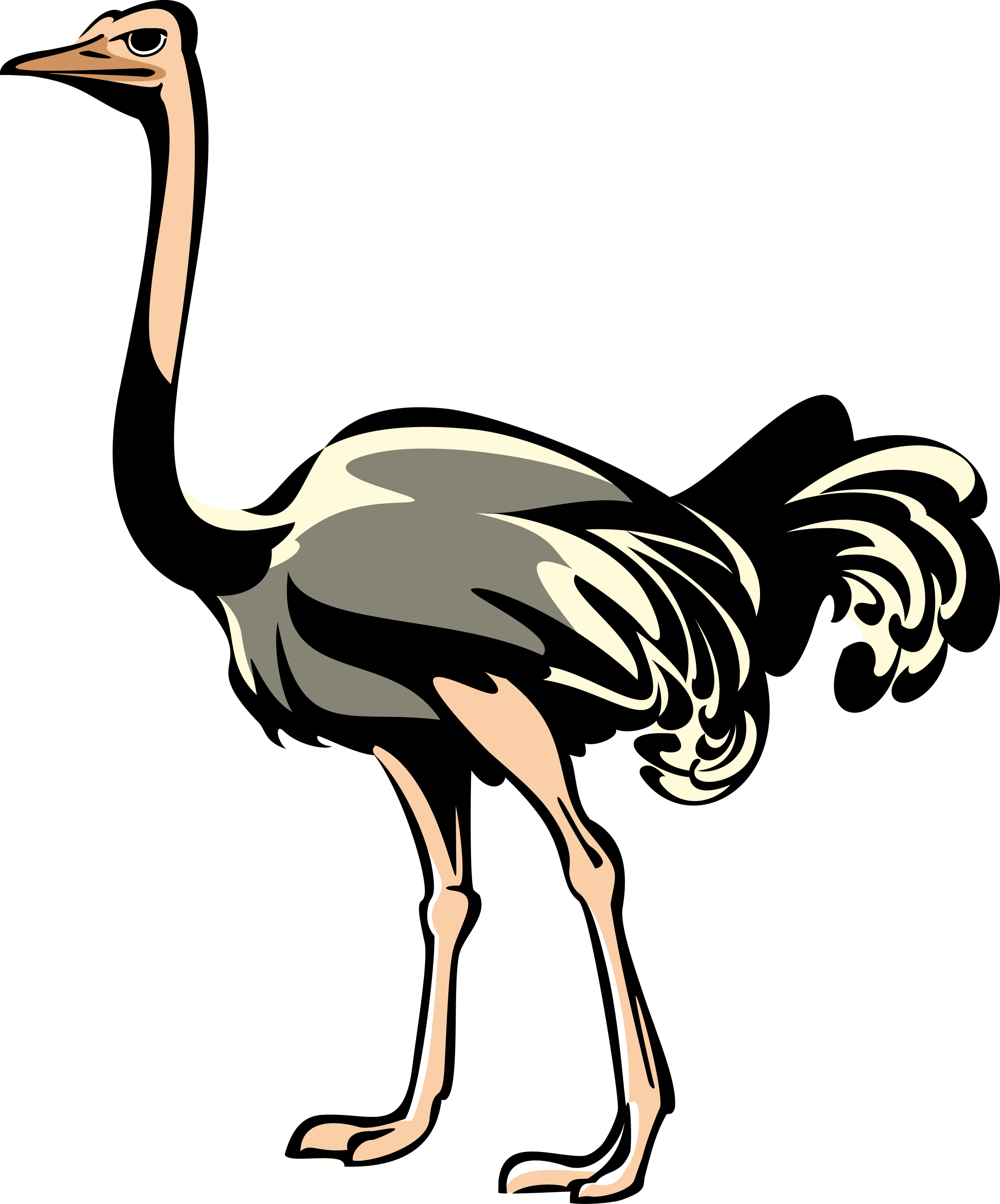 Ostrich PNG Free File Download