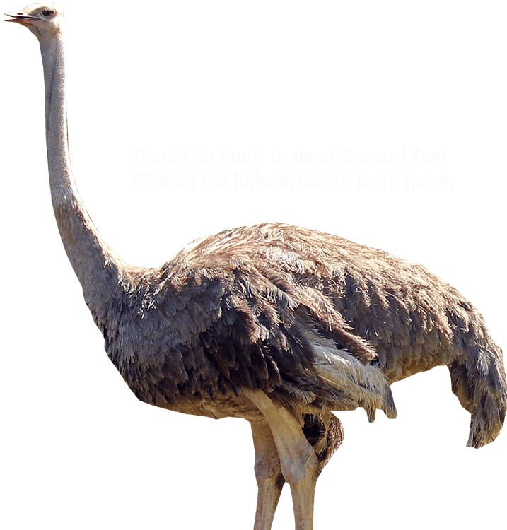 Ostrich PNG Images HD