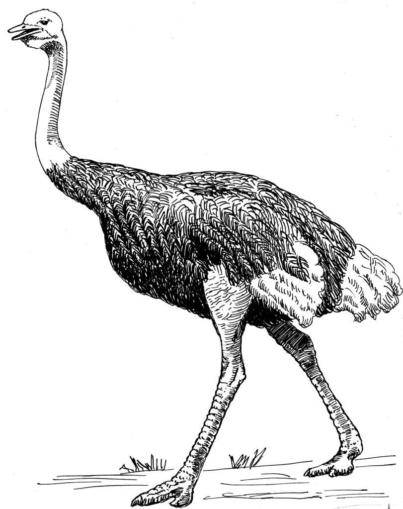 Ostrich Transparent File Clip Art