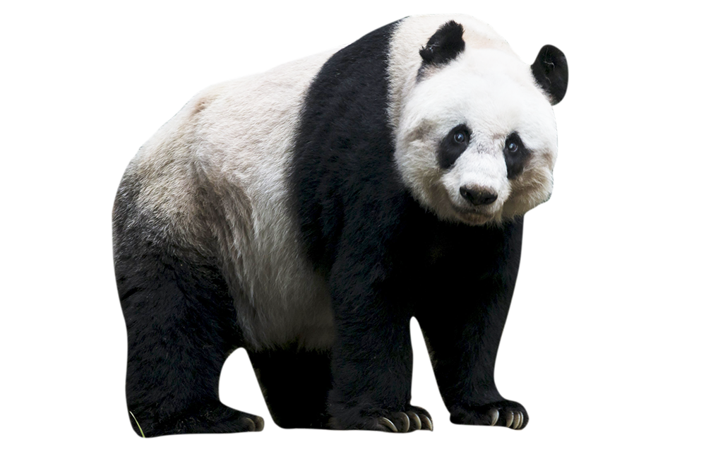 Panda Achtergrond Png Clip Art Afbeelding Png Play