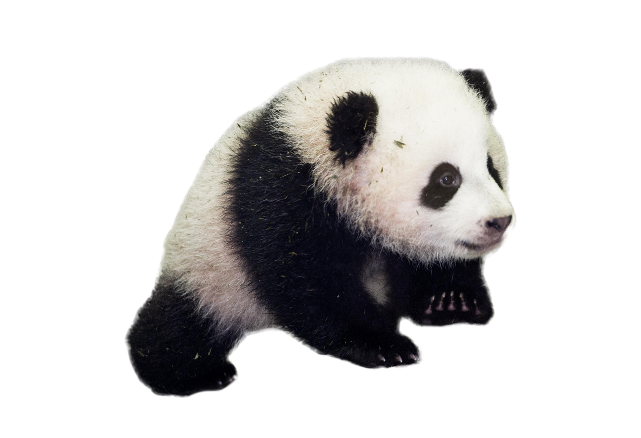 Panda PNG Photo Image