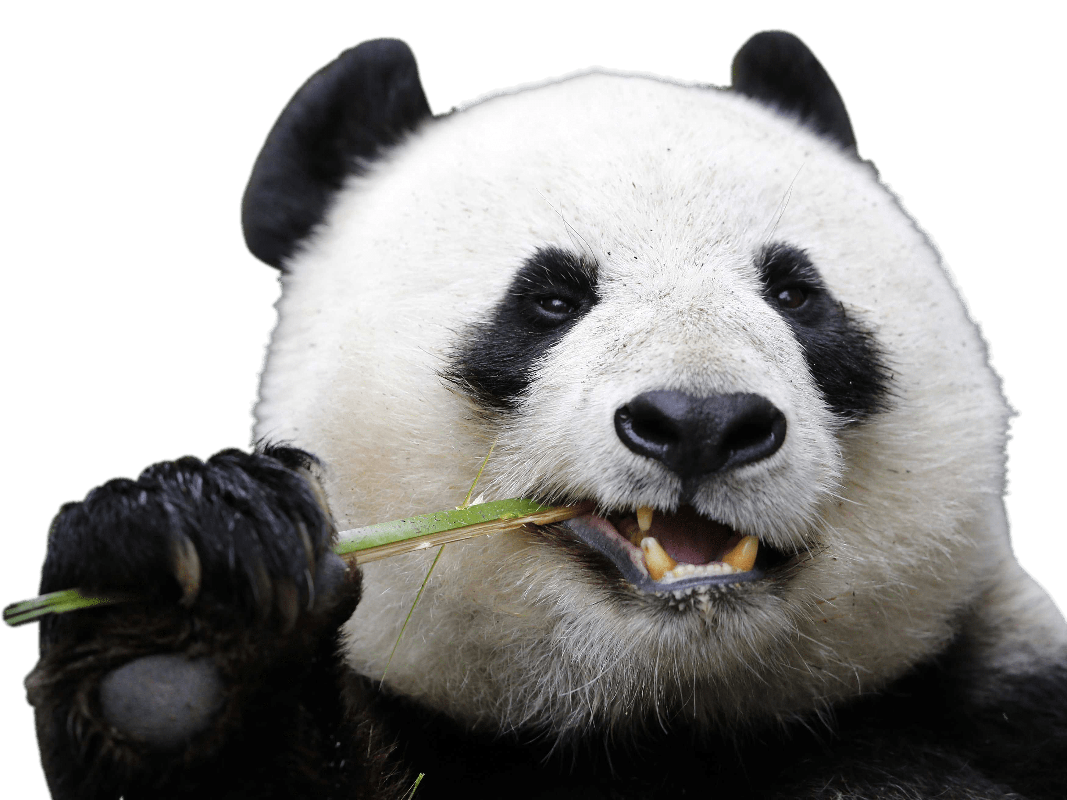Panda PNG Pic Background