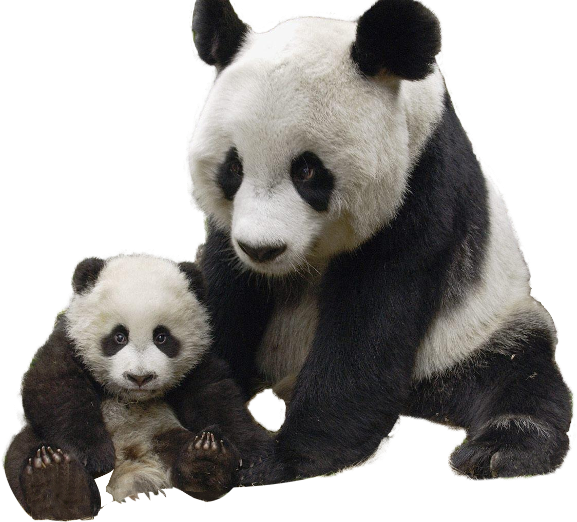 Panda Transparent Image