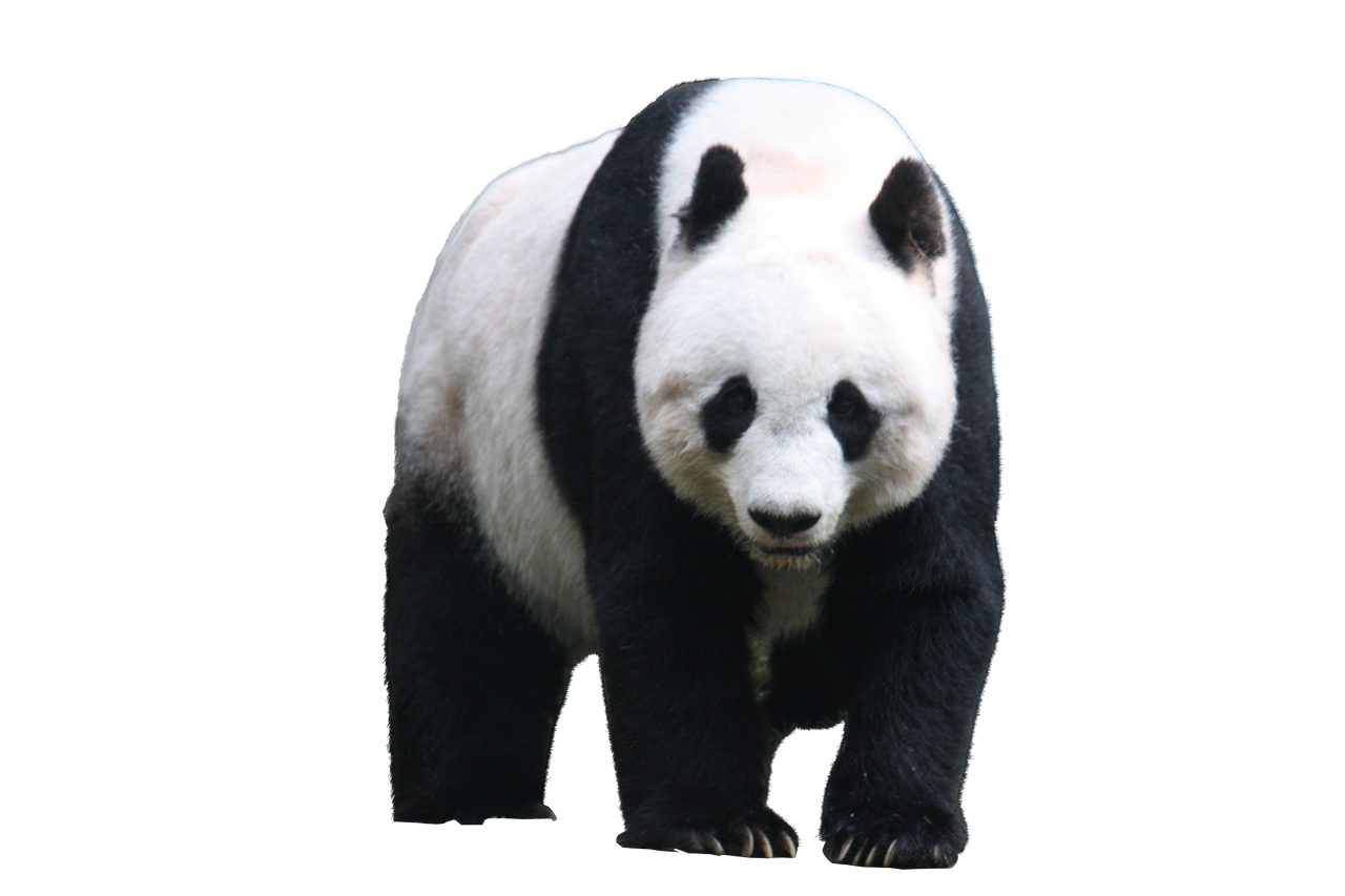 Panda Transparent Images