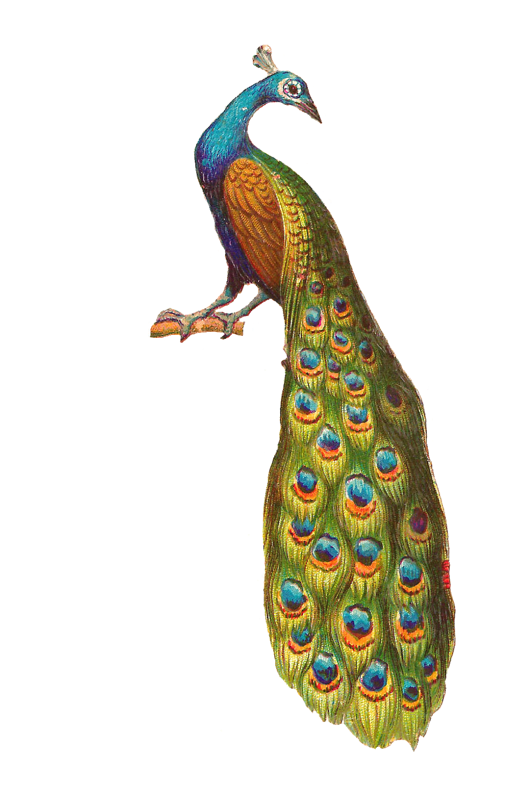 Peacock Background PNG Image