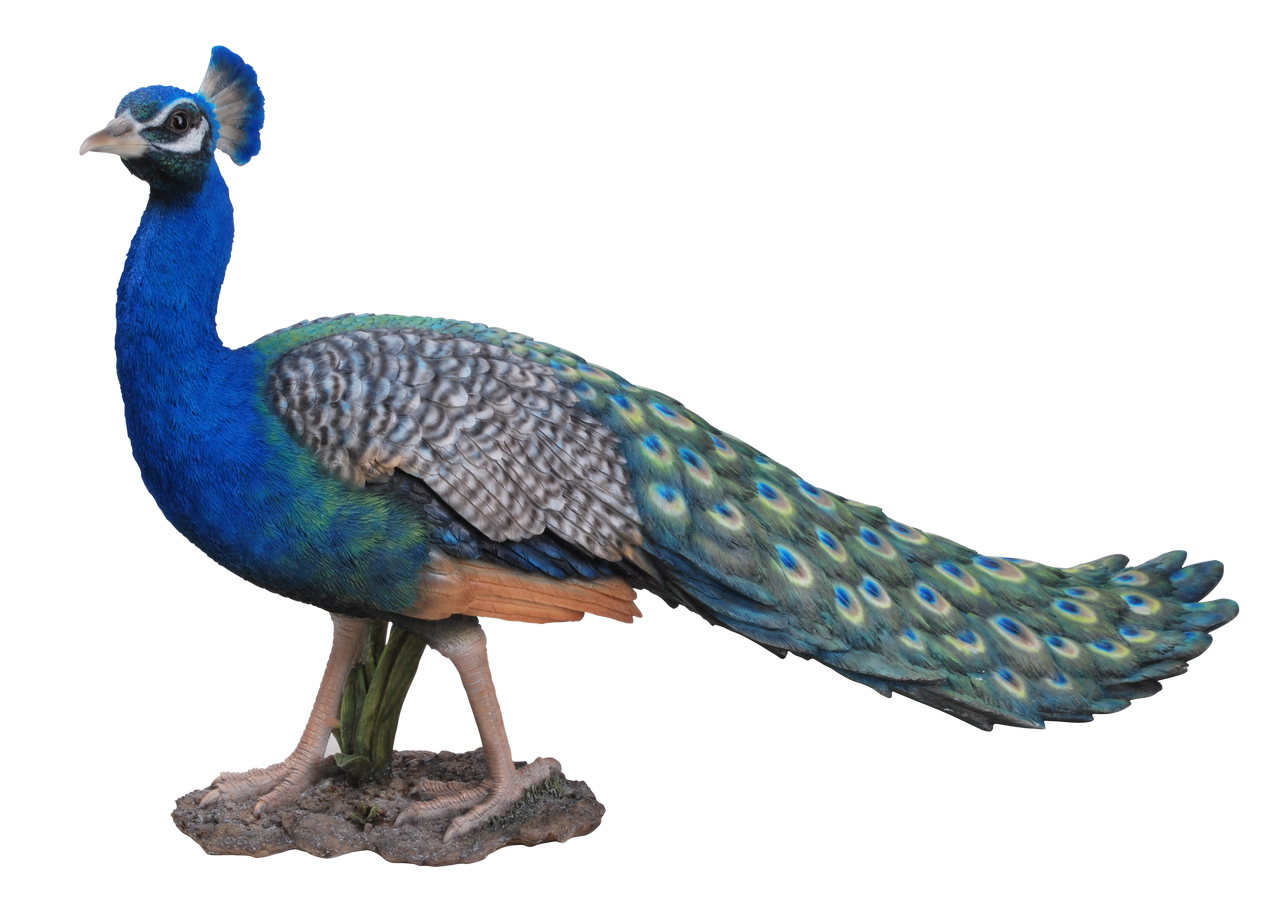 Peacock Clip Art Transparent File