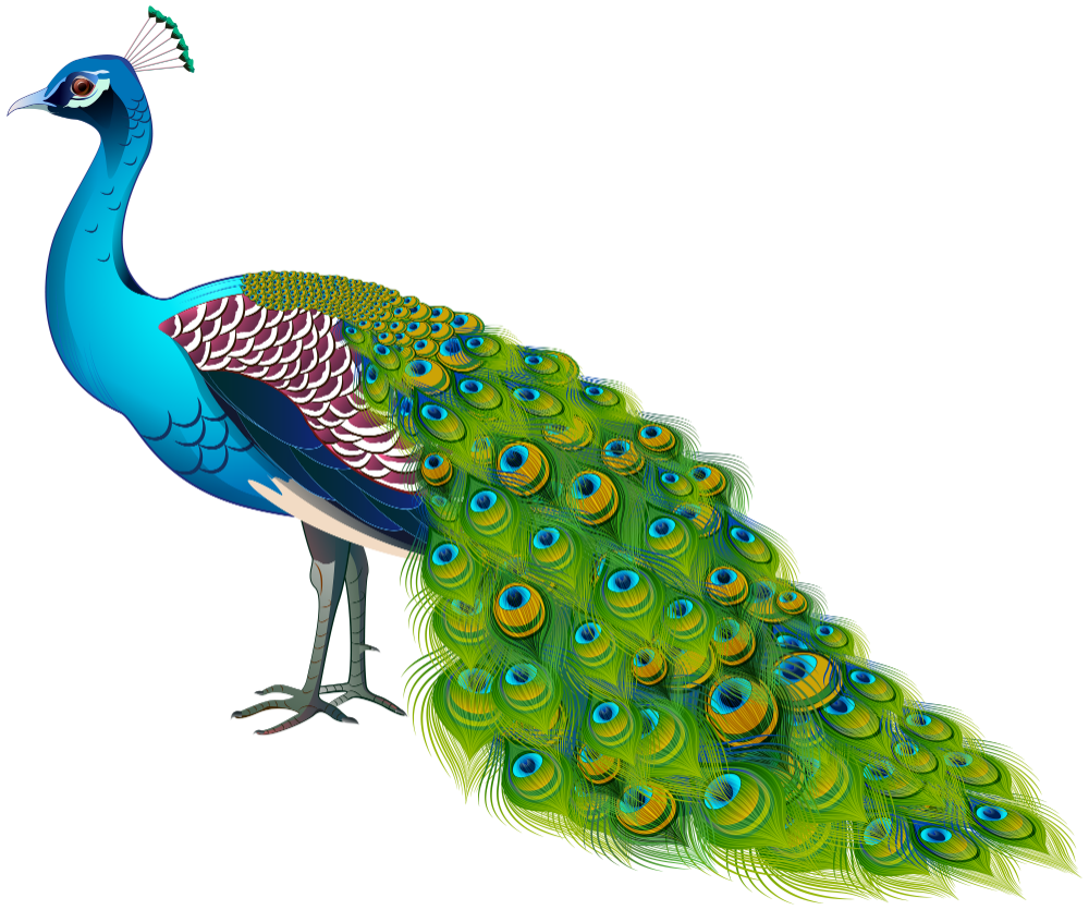 Peacock Clip Art Transparent PNG