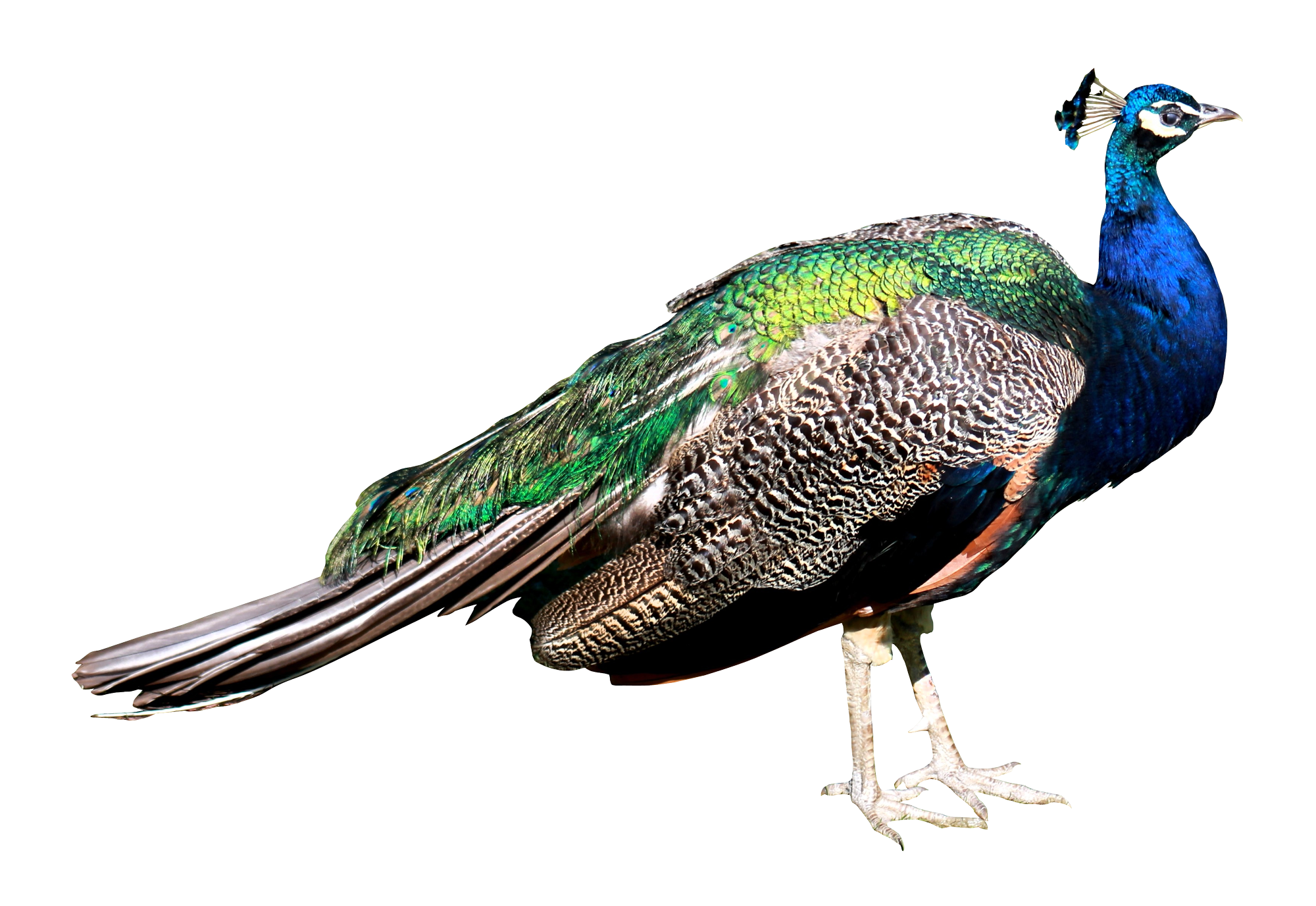 Peacock Download Free PNG Clip Art