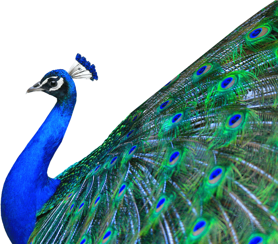 Peacock No Background Clip Art