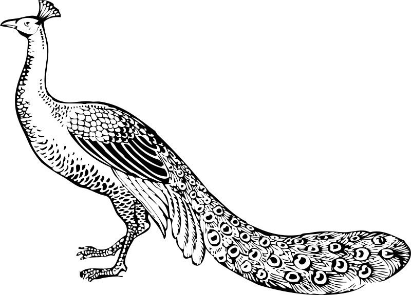 Peacock PNG Free File Download