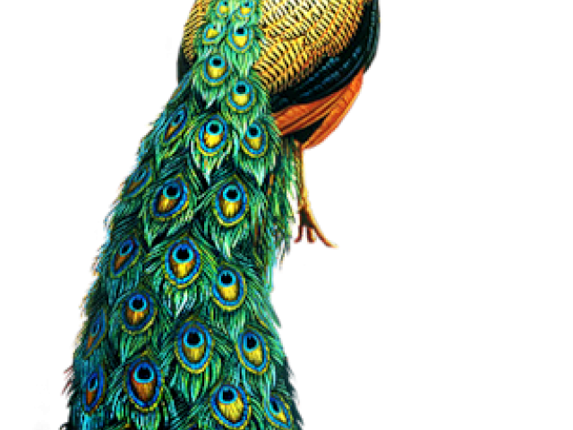 Peacock PNG HD Free File Download