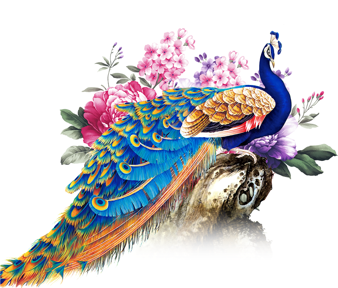 Peacock PNG HD Images