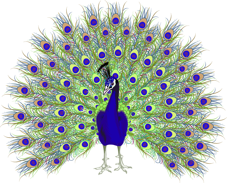 Peacock Transparent Image