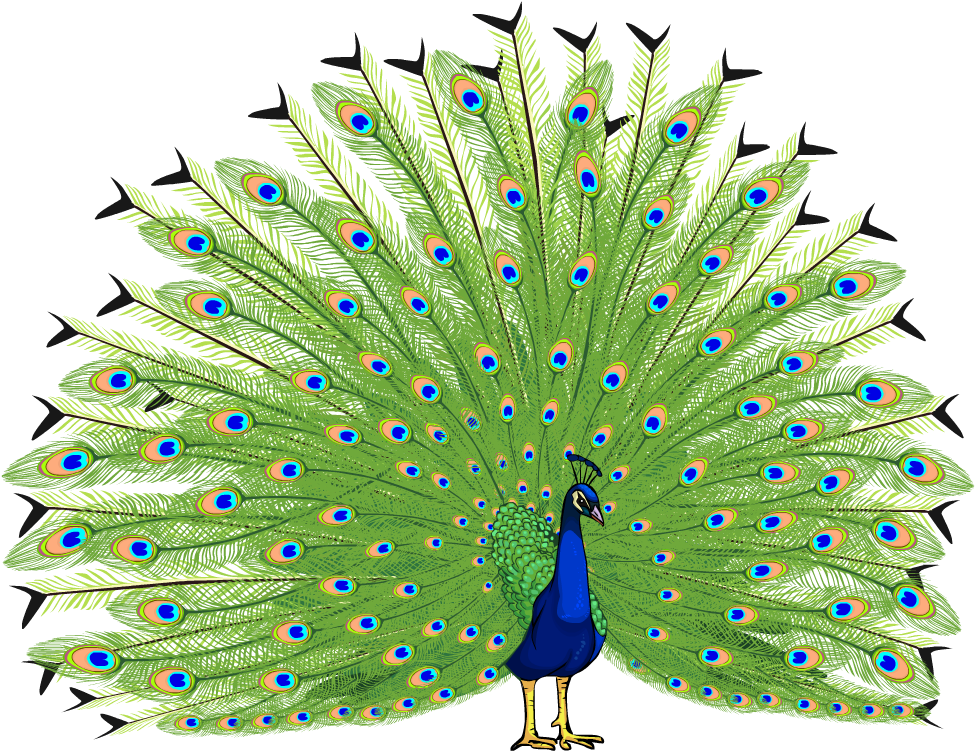 Peacock Transparent Images Clip Art