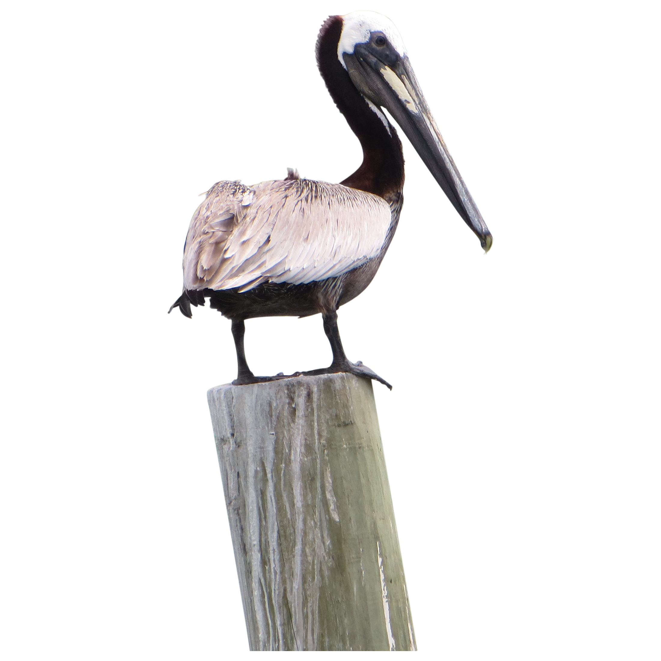 Pelican Background PNG Clip Art Image