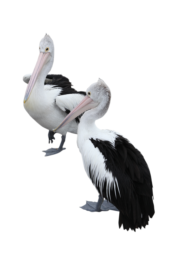 Pelican Background PNG Image