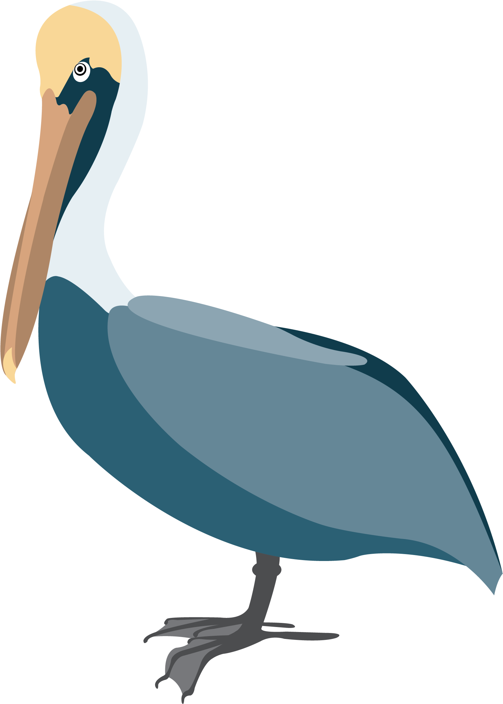 Pelican Background PNG