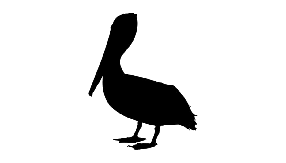 Pelican Download Free PNG Clip Art