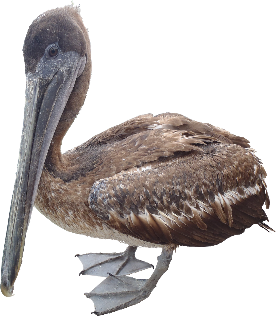 Pelican Download Free PNG