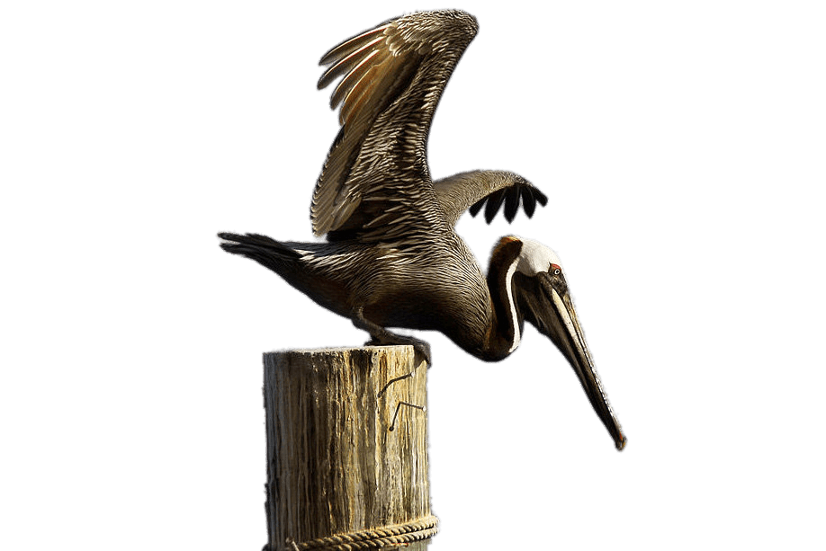Pelican Free PNG Clip Art