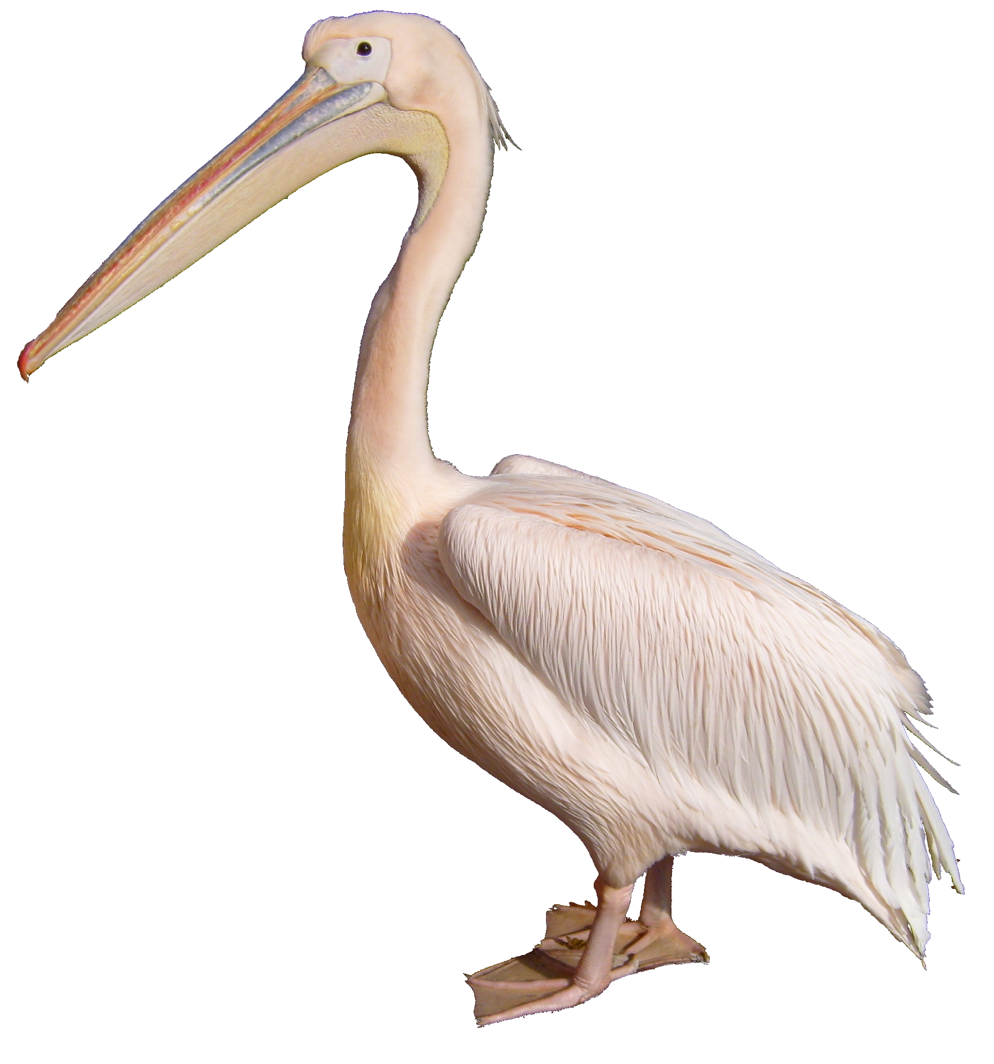 Pelican Free PNG