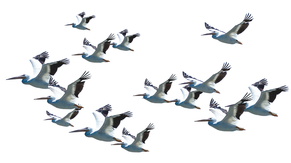 Pelican PNG Background Clip Art