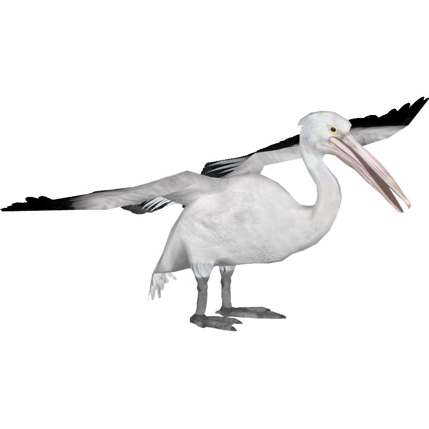 Pelican PNG Clip Art HD Quality