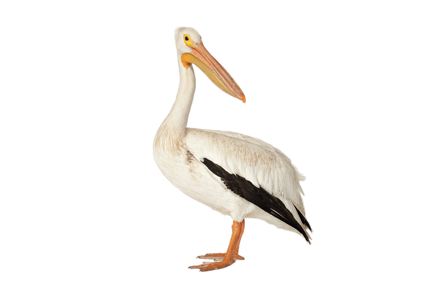 Pelican PNG Clipart Background