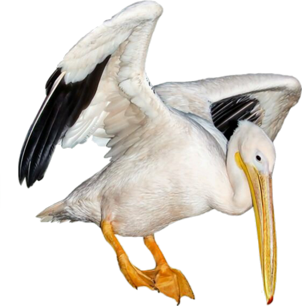 Pelican PNG HD Photos
