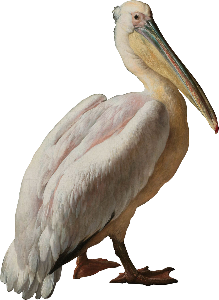 Pelican PNG HD Quality