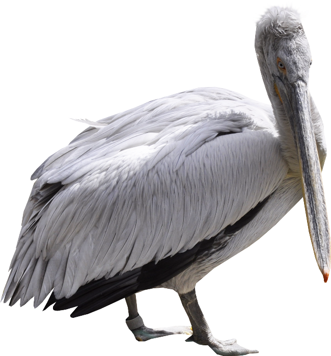 Pelican PNG Images HD