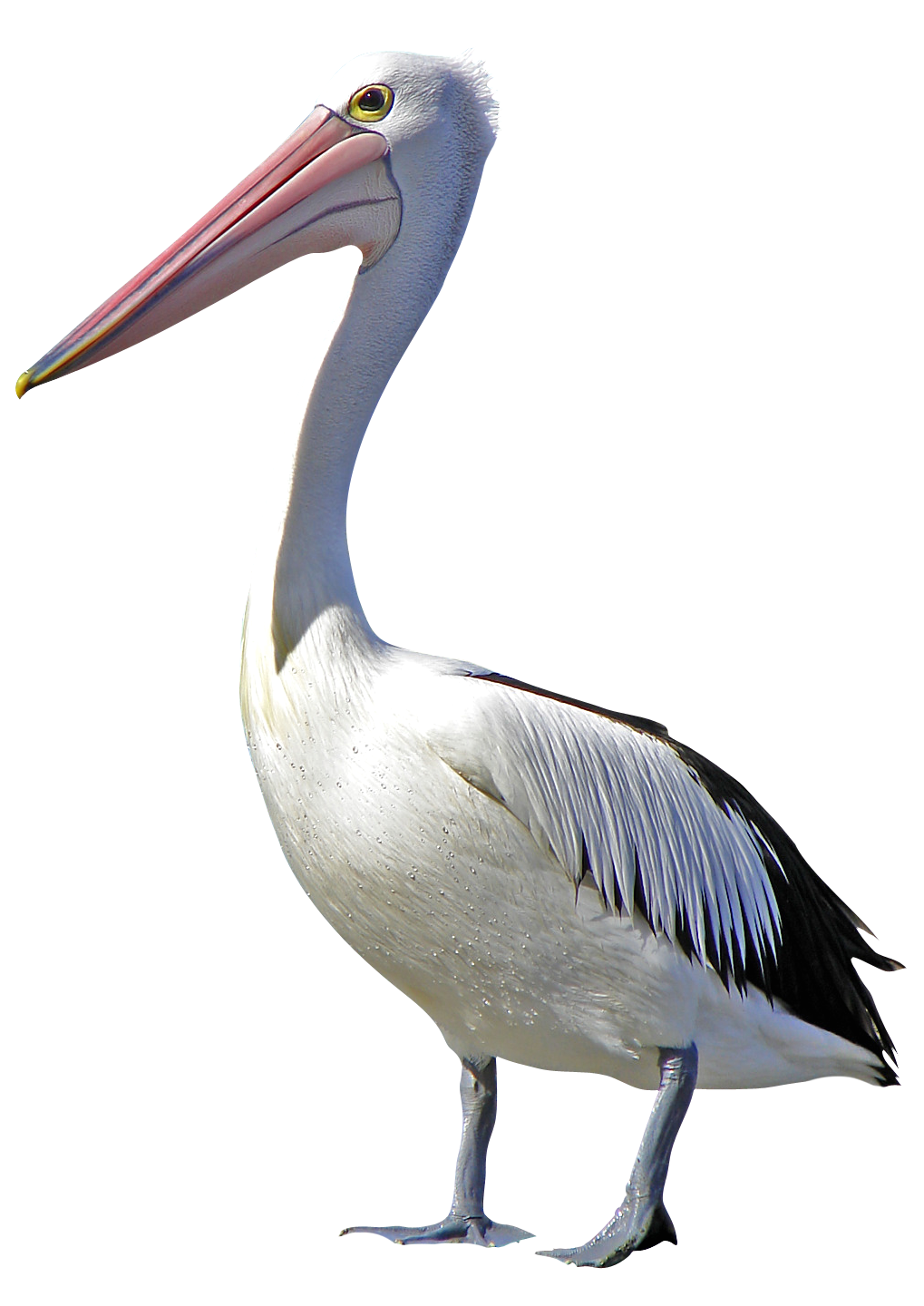 Pelican PNG Photo Clip Art Image