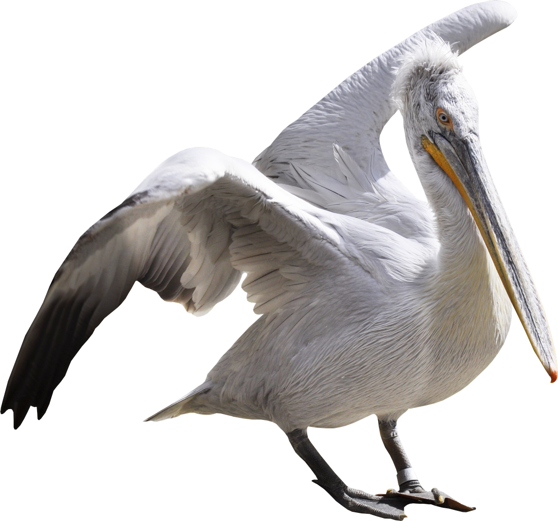 Pelican PNG Photo Image