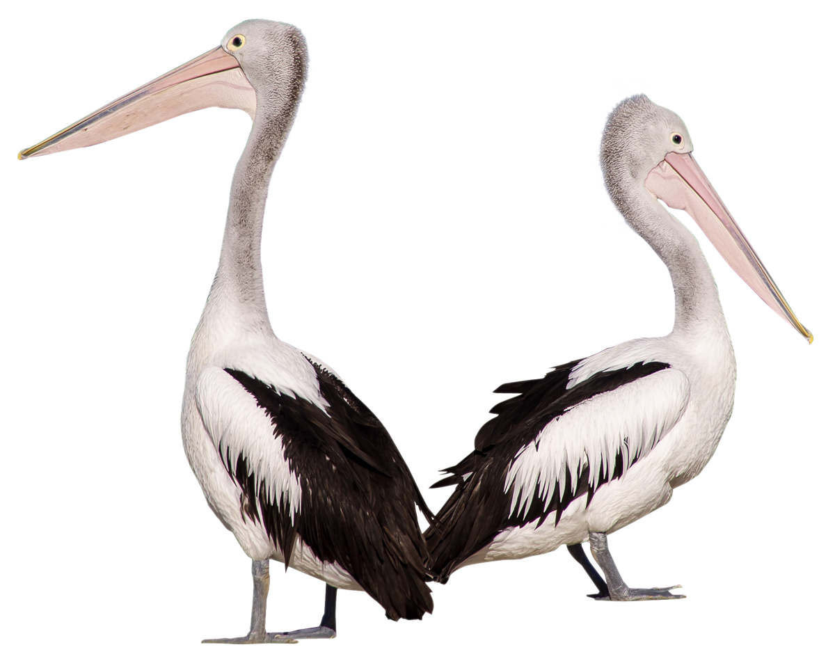 Pelican PNG Pic Background