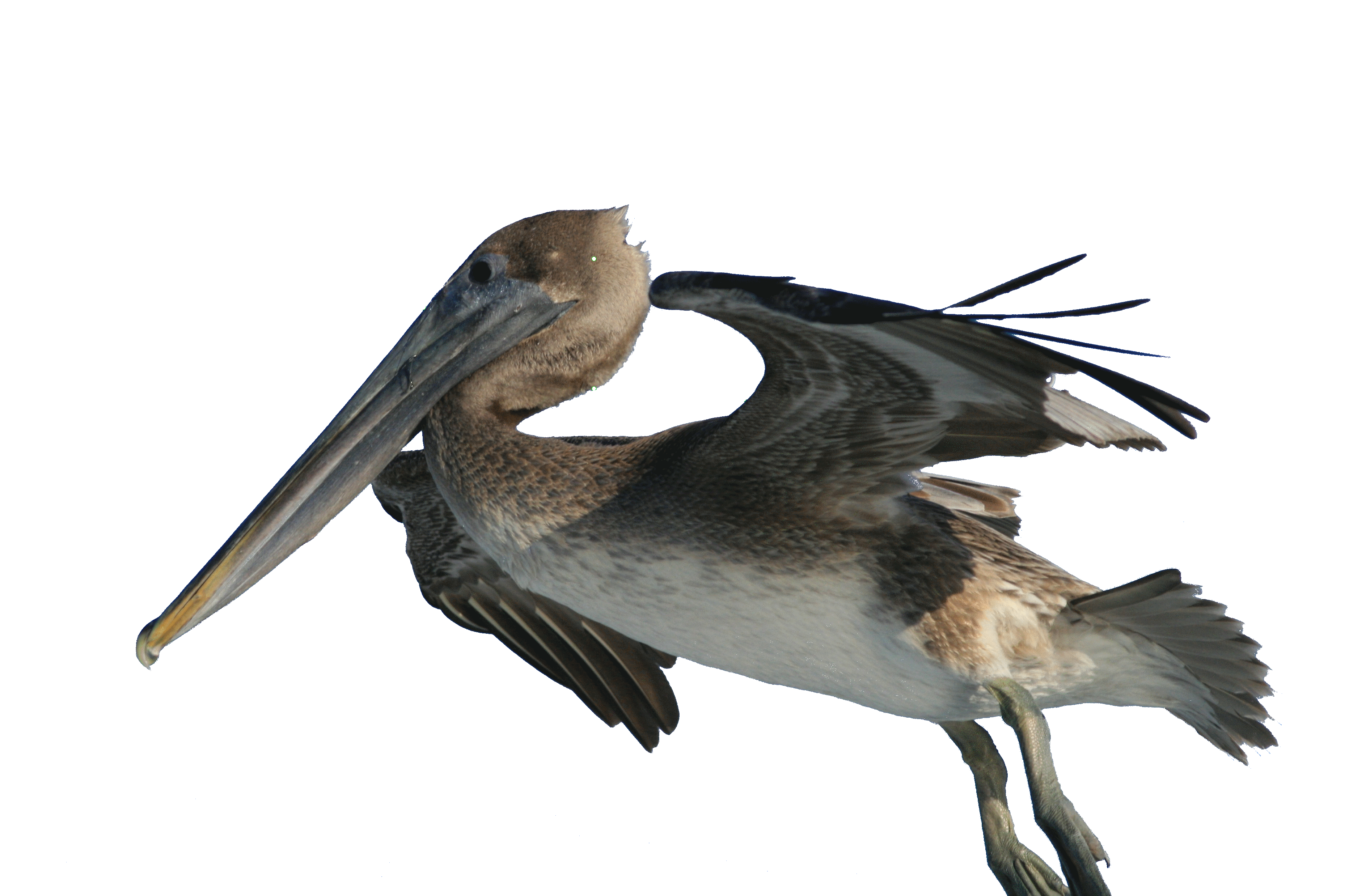 Pelican PNG Pic Clip Art Background
