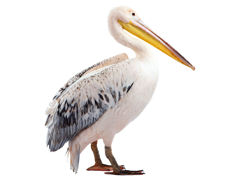 Pelican Transparent Background