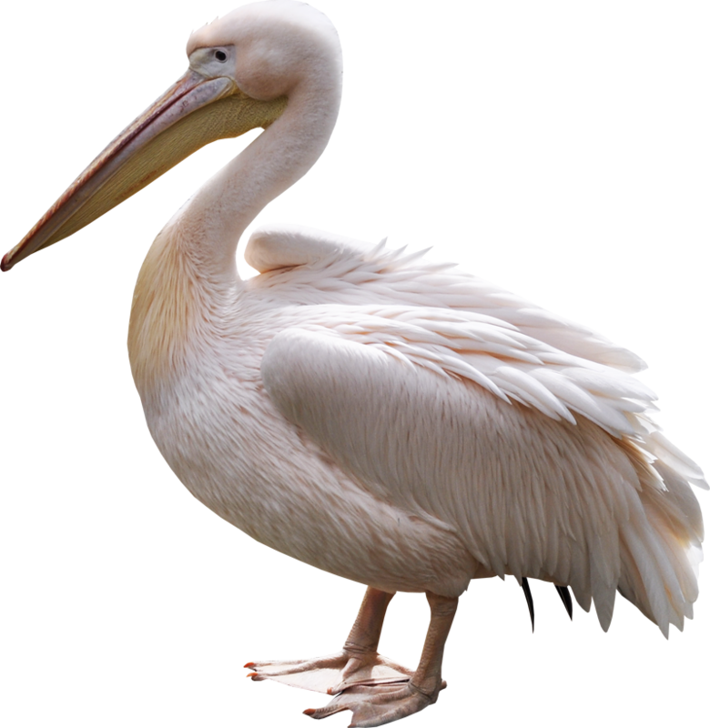 Pelican Transparent File