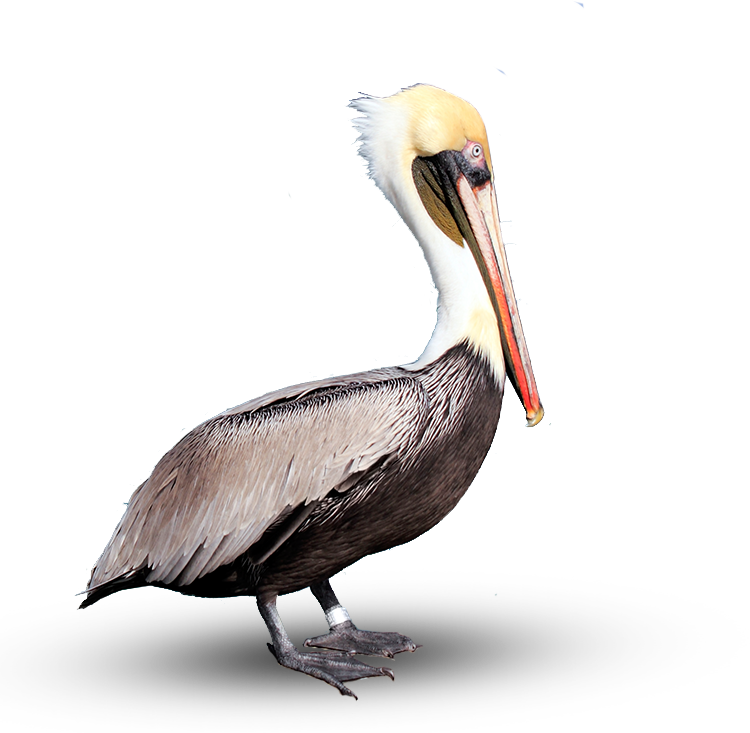Pelican Transparent Images