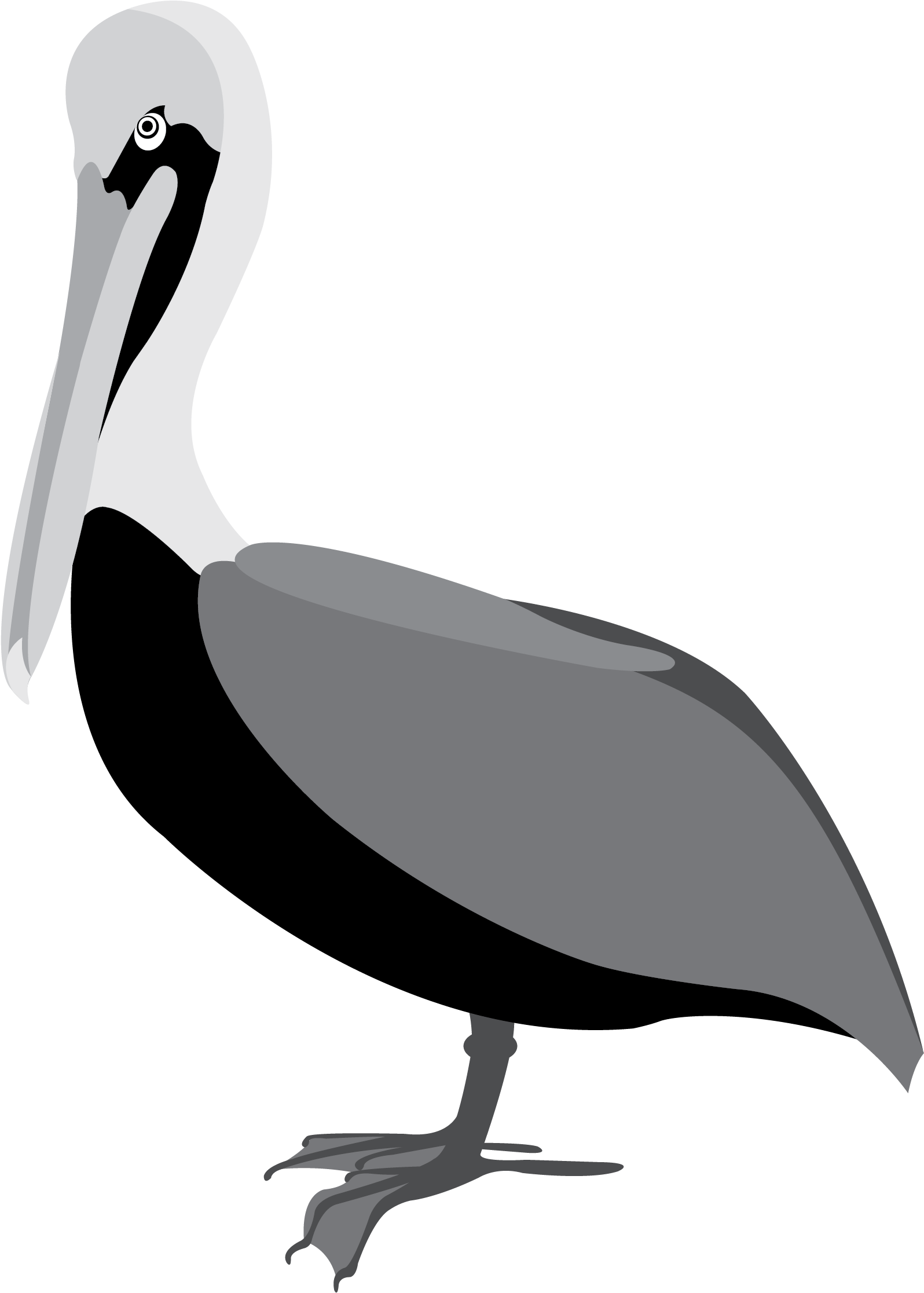 Pelican Transparent PNG