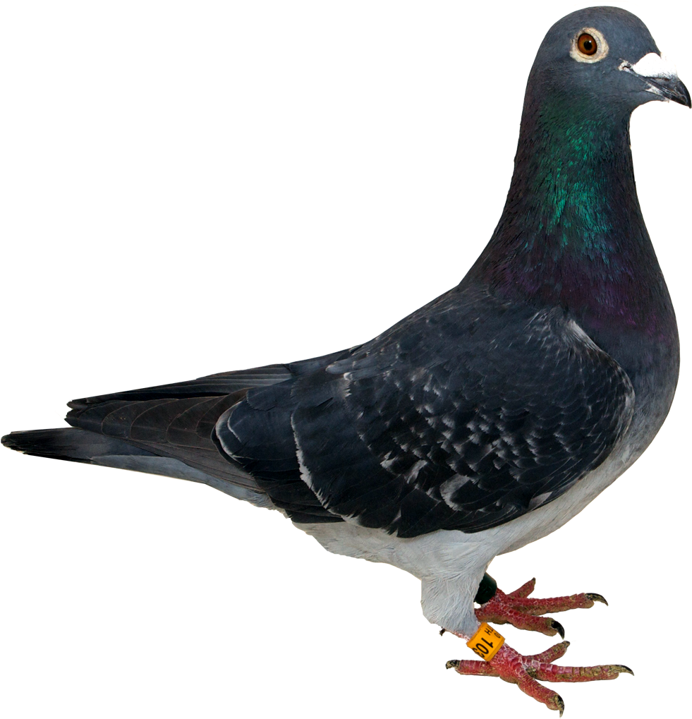 Pigeon Background PNG Clip Art Image